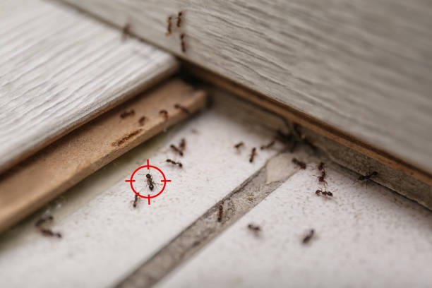 Best Termite Control Services  in Hunters Creek Village, TX