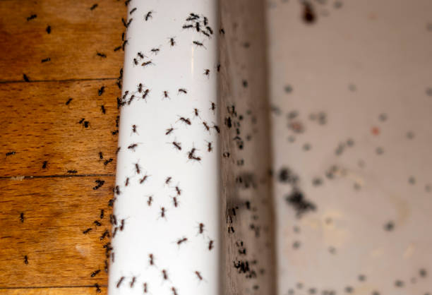 Best Residential Pest Control  in Hunters Creek Village, TX