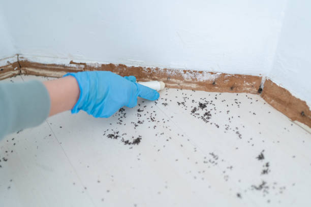 Reliable Hunters Creek Village, TX Pest Control Solutions